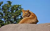 TANZANIA - Serengeti National Park - Leonessa su Kopjies - 01